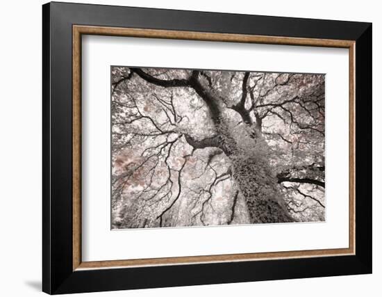 Glowing Tree-Michael Hudson-Framed Art Print