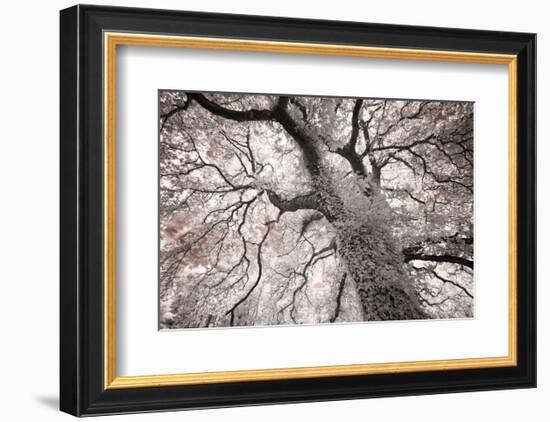 Glowing Tree-Michael Hudson-Framed Art Print