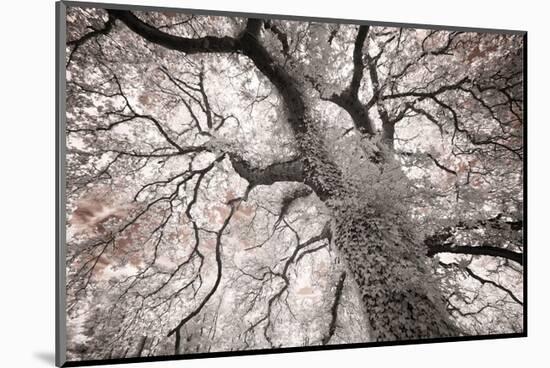 Glowing Tree-Michael Hudson-Mounted Art Print