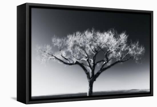 Glowing Tree-Jamie Cook-Framed Premier Image Canvas