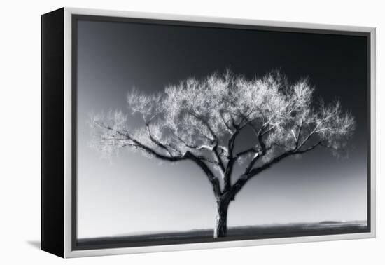 Glowing Tree-Jamie Cook-Framed Premier Image Canvas