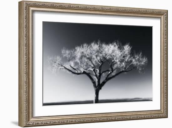 Glowing Tree-Jamie Cook-Framed Giclee Print