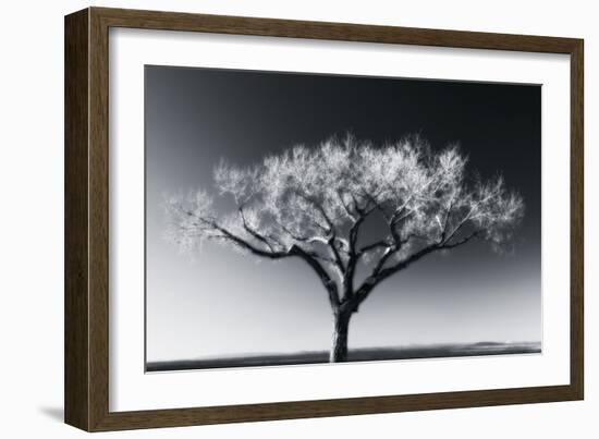 Glowing Tree-Jamie Cook-Framed Giclee Print