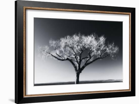 Glowing Tree-Jamie Cook-Framed Giclee Print