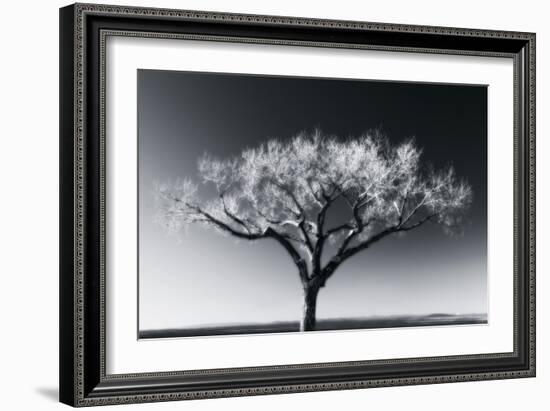 Glowing Tree-Jamie Cook-Framed Giclee Print