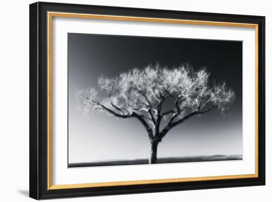 Glowing Tree-Jamie Cook-Framed Giclee Print