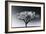 Glowing Tree-Jamie Cook-Framed Giclee Print