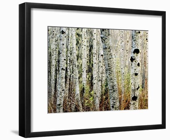 Glowoing Alders-Jody Miller-Framed Photographic Print