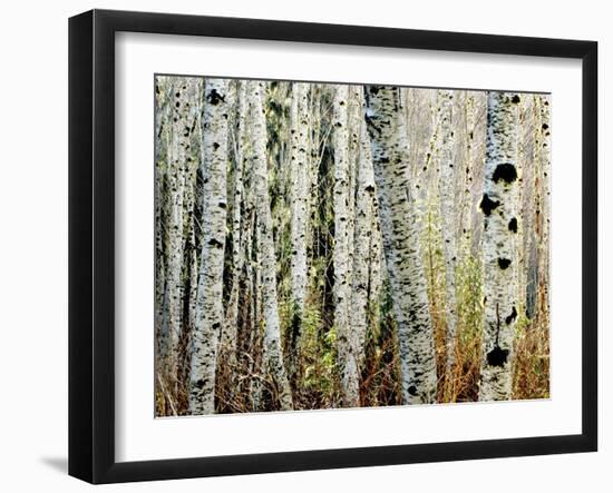 Glowoing Alders-Jody Miller-Framed Photographic Print