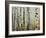 Glowoing Alders-Jody Miller-Framed Photographic Print