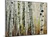 Glowoing Alders-Jody Miller-Mounted Photographic Print