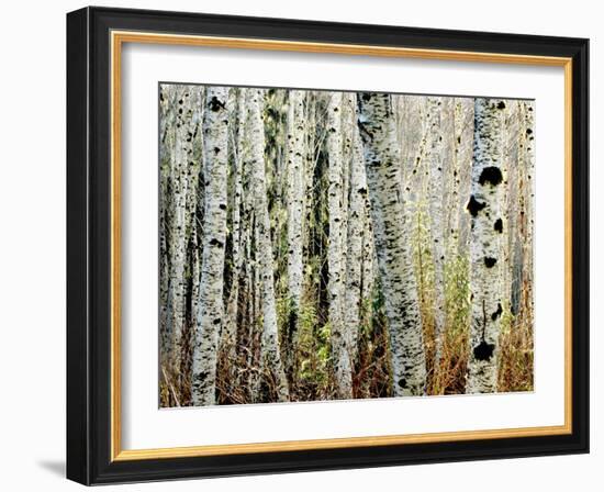 Glowoing Alders-Jody Miller-Framed Photographic Print