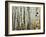 Glowoing Alders-Jody Miller-Framed Photographic Print