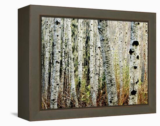 Glowoing Alders-Jody Miller-Framed Premier Image Canvas