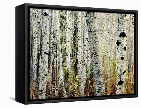 Glowoing Alders-Jody Miller-Framed Premier Image Canvas