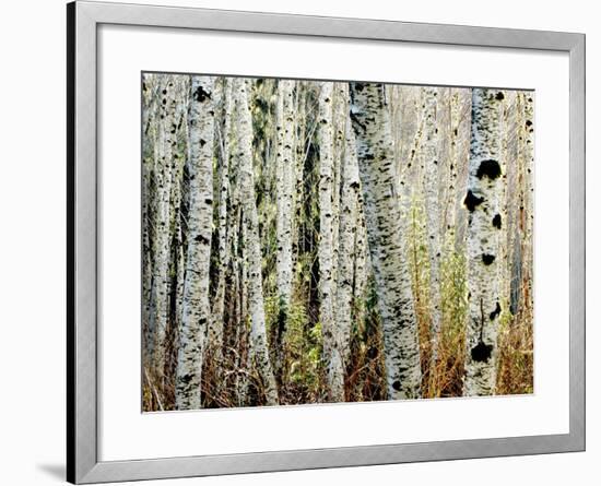 Glowoing Alders-Jody Miller-Framed Photographic Print