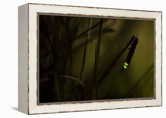 Glowworm (Lampyris Noctiluca) at Night, Cambridgeshire, England, UK, August-Paul Hobson-Framed Premier Image Canvas