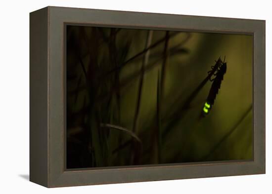 Glowworm (Lampyris Noctiluca) at Night, Cambridgeshire, England, UK, August-Paul Hobson-Framed Premier Image Canvas