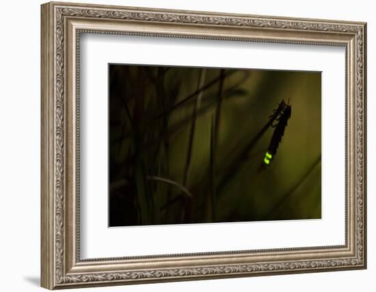 Glowworm (Lampyris Noctiluca) at Night, Cambridgeshire, England, UK, August-Paul Hobson-Framed Photographic Print