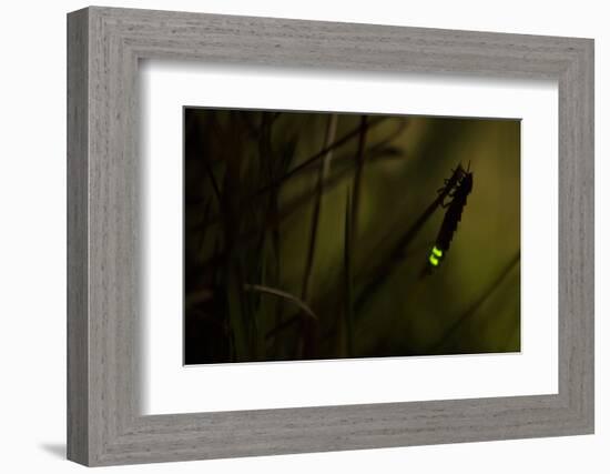 Glowworm (Lampyris Noctiluca) at Night, Cambridgeshire, England, UK, August-Paul Hobson-Framed Photographic Print