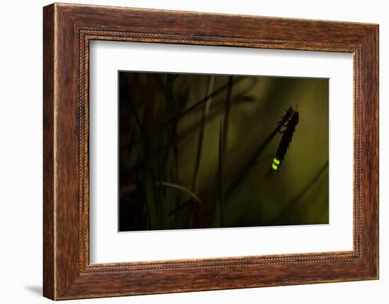 Glowworm (Lampyris Noctiluca) at Night, Cambridgeshire, England, UK, August-Paul Hobson-Framed Photographic Print