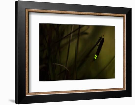 Glowworm (Lampyris Noctiluca) at Night, Cambridgeshire, England, UK, August-Paul Hobson-Framed Photographic Print