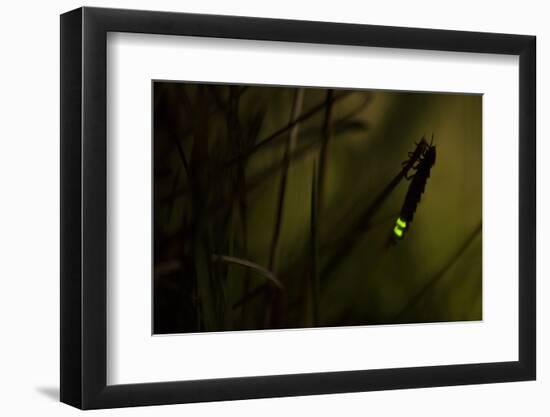 Glowworm (Lampyris Noctiluca) at Night, Cambridgeshire, England, UK, August-Paul Hobson-Framed Photographic Print