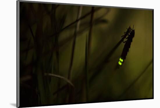 Glowworm (Lampyris Noctiluca) at Night, Cambridgeshire, England, UK, August-Paul Hobson-Mounted Photographic Print