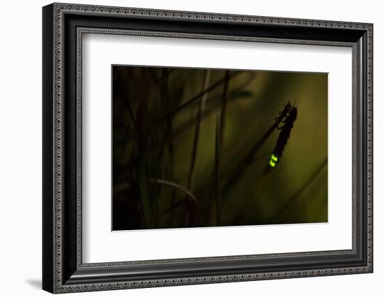 Glowworm (Lampyris Noctiluca) at Night, Cambridgeshire, England, UK, August-Paul Hobson-Framed Photographic Print