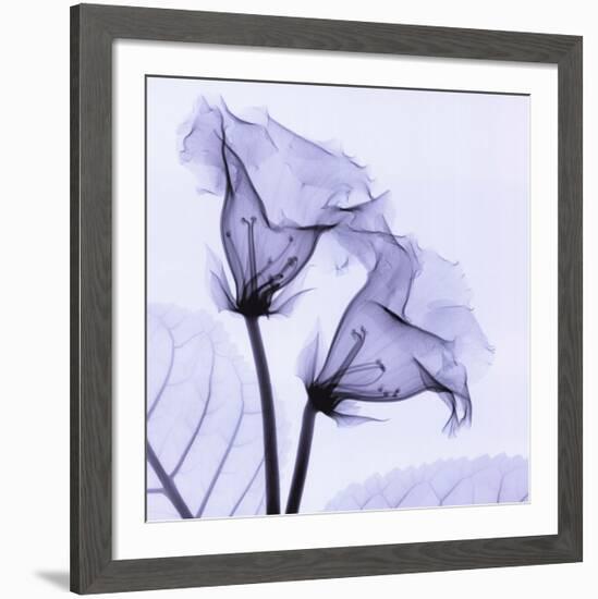 Gloxina-Steven N^ Meyers-Framed Art Print