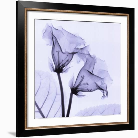 Gloxina-Steven N^ Meyers-Framed Art Print