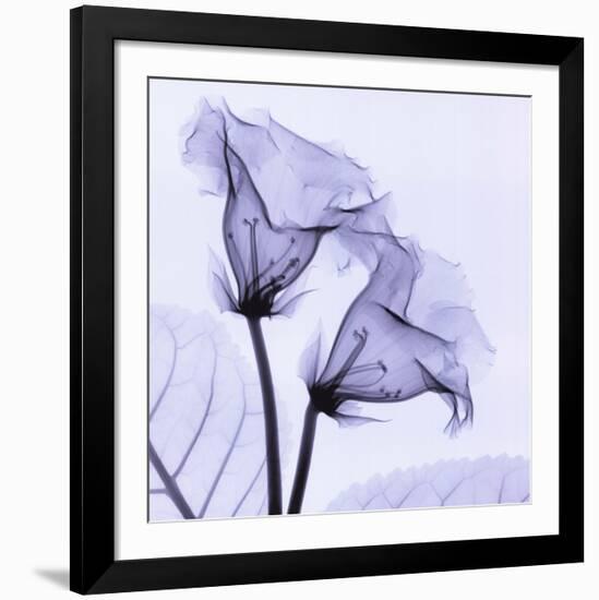 Gloxina-Steven N^ Meyers-Framed Art Print