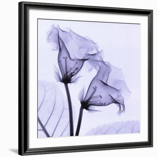 Gloxina-Steven N^ Meyers-Framed Art Print