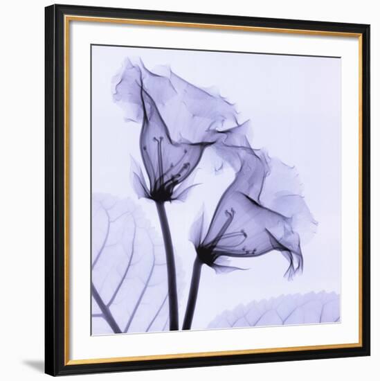 Gloxina-Steven N^ Meyers-Framed Art Print