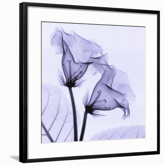 Gloxina-Steven N^ Meyers-Framed Art Print