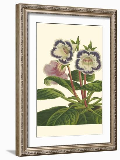 Gloxinia Garden I-Van Houtt-Framed Art Print