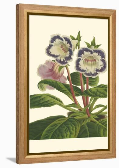 Gloxinia Garden I-Van Houtt-Framed Stretched Canvas