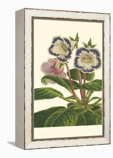 Gloxinia Garden I-Van Houtt-Framed Stretched Canvas