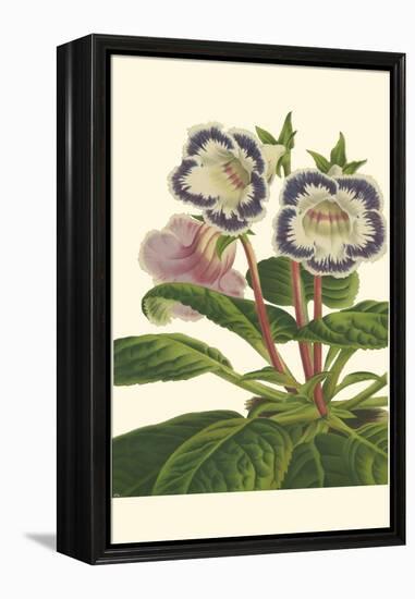 Gloxinia Garden I-Van Houtt-Framed Stretched Canvas