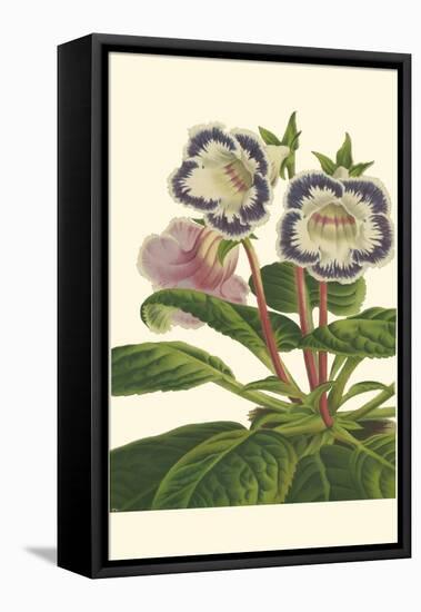 Gloxinia Garden I-Van Houtt-Framed Stretched Canvas