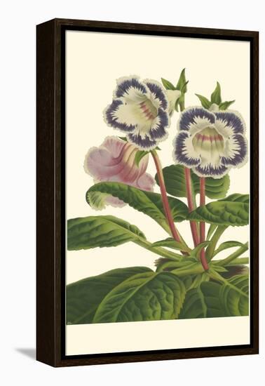 Gloxinia Garden I-Van Houtt-Framed Stretched Canvas