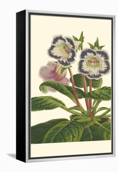 Gloxinia Garden I-Van Houtt-Framed Stretched Canvas