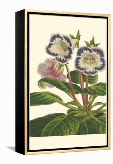 Gloxinia Garden I-Van Houtt-Framed Stretched Canvas