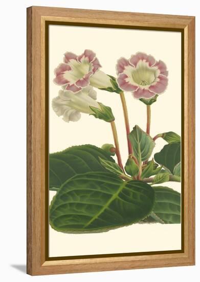 Gloxinia Garden II-Van Houtt-Framed Stretched Canvas