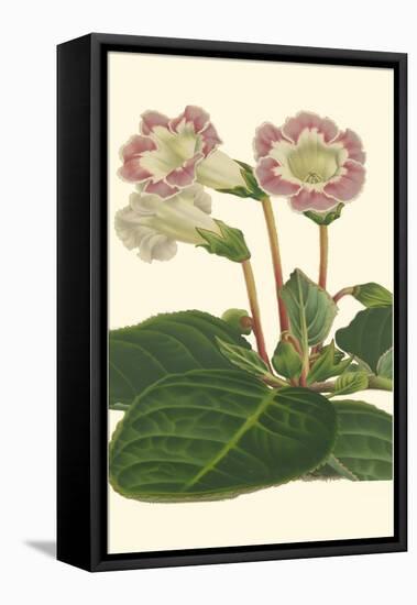Gloxinia Garden II-Van Houtt-Framed Stretched Canvas