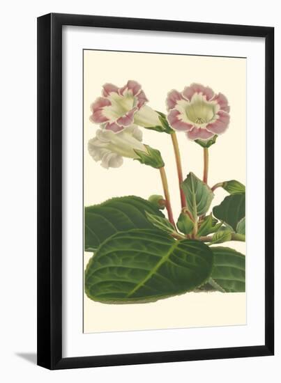 Gloxinia Garden II-Van Houtt-Framed Art Print