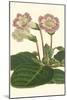 Gloxinia Garden II-Van Houtt-Mounted Art Print