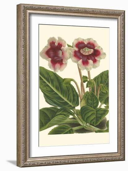 Gloxinia Garden III-Van Houtt-Framed Art Print