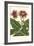 Gloxinia Garden III-Van Houtt-Framed Art Print