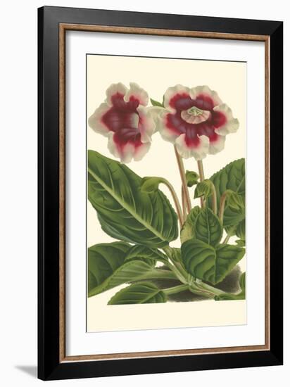 Gloxinia Garden III-Van Houtt-Framed Art Print